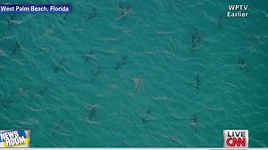 Sharks at spring break!