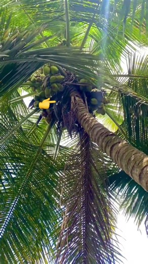Tiny Squirrel’s Big Adventure on a Coconut Tree 🌴🐿️ #greysquirrel