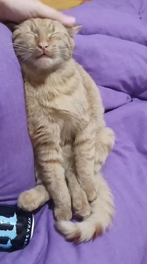 🥀🥀🥀Hallöchen liebe Facebook Freunde - jetzt kommt Gary 🥀🥀🥀 🍀 Gary 🍀 🐱 Unser kleiner Wonneproppen Gary sucht eine liebe Familie zum kuscheln und glücklich werden 🍀❤️ Vorgeschichte: Gary wurde wie soviele andere einfach ausgesetzt 😿 Unser lieber Gary lebt aktuell auf einer Pflegestelle in Bulgarien 🇧🇬 - Gary schaut sich jetzt schon einmal nach seiner Familie um, um sein Glück zu finden 🤗 🐾 Gary ist ein lieber, ruhiger,zutraulicher und freundlicher kleiner Kater Junge . Gary liebt es