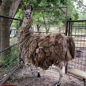 87K views · 647 reactions | Llama shorn after 6 years | Creative Bee | Facebook