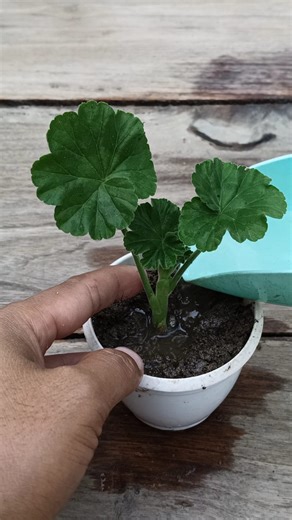 1.2M views · 7.3K reactions | Turn One Geranium Into Many! Easy Propagation  #geranium #gardening #garden #plants #reels #trendingreel #trendingreelsvideo #facebookviral #facebookreel #facebookreelsviral | Gardening Ideas | Facebook