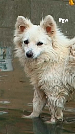 🚨 Agissez contre la souffrance animale ! IFAW est une organisation internationale de protection des animaux et des espèces 🌍🐾, qui œuvre chaque jour pour le sauvetage 🐕🐘 et la protection des animaux et de leurs habitats naturels 🌿. | ifaw