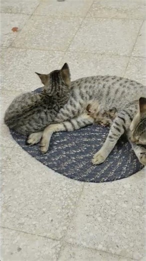 Jealous cat || he hatea other cat #kittenshorts #shortclips #funnycatvideos #funnykittens