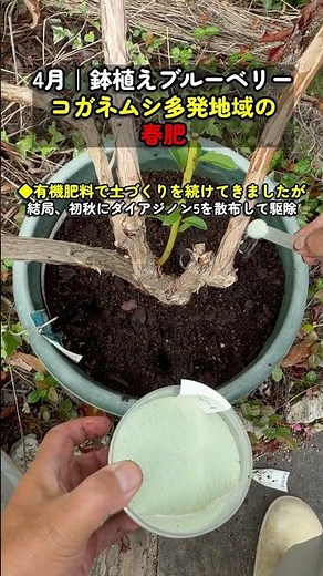 April | Potted blueberry bushes: Changed spring fertilizer to combat Japanese beetles.