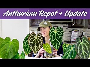 Repotting My Anthurium While My Life Unravels | Plant Care + Real Talk