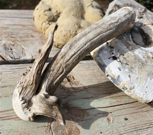 Large Antler Billet for Flint-knapping - Etsy