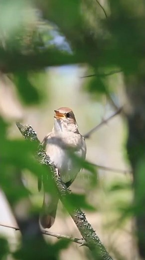 Nightingale Songs In Nature #nightingale #birdsounds #birdsong
