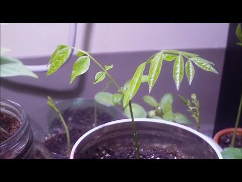 How to grow Kentucky Coffee Trees from Seed