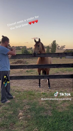 Musical Therapy for Horses at Australian Baroque Riding Academy