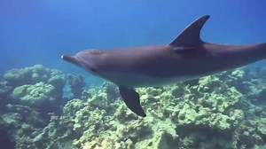 Top 10 Weird Animal Hybrids That Are Totally Real