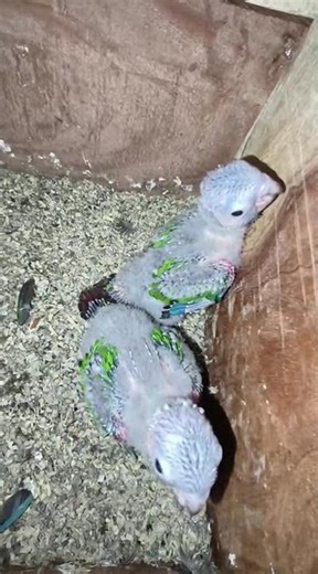 black cap conure 🐥