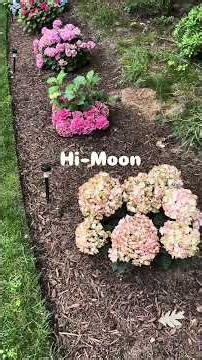 Top 5 Pink Hydrangeas in my Cape Cod Yard!