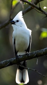 17K views · 1.1K reactions | Have you ever seen a white cardinal? #cardinalenthusiast #naturelovers #fblifestyle #cardinalbird | Cardinal Enthusiast | Facebook