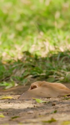 Funny Bat vs Bird Fight #funny #bat #birds #birds_adored #love #best_birds_of_world #hunting Bird Lovers | Bird Lovers