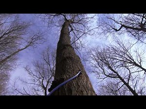Maple Syrup: How does the sap get up the maple tree?