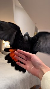 Stunning Black Cockatoo Flight Captured