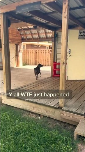 Her Dog Tried To Warn Her.. #parnormal
