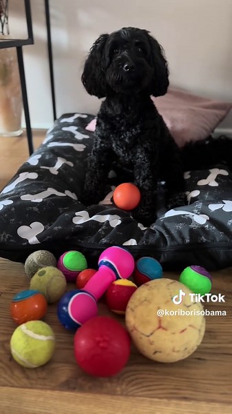 Is your dog ball-obsessed? Because mine sure is! 🥎🎾 And that’s not even all of them! 🤪 #ball #toy #crazy #obssessed #kori #dog #fyp