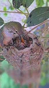 Floppies After Mom Feeds 14 and 15 Day Old Hummingbird Chicks #hummingbirds #babyhummingbirds #nest