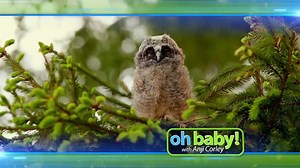 Meet some of the cutest and curious baby animals on #OhBabyTV with Anji Corley! Are you tuning into the Series Premiere? Let us know your favorite animal from the episode! | Litton's Weekend Adventure