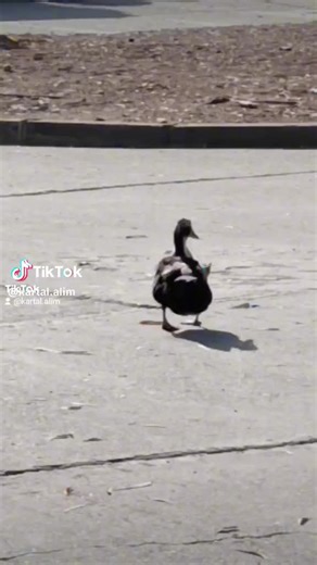 alim bey (@aslan.bey6931) adlı kullanıcının orijinal ses - alim bey ile oluşturduğu videoları