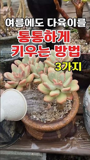 3 Ways to Keep Your Succulents Plump in Summer, A Must-Watch for Beginners