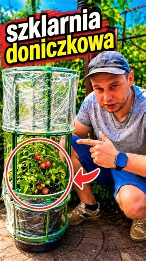 Potted tomato greenhouse, see how it grows! 🍅