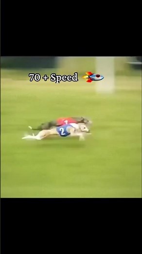 Greyhound Top Speed Racing🔥🚀