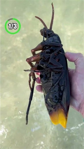 This beach hides a giant cockroach 🪳