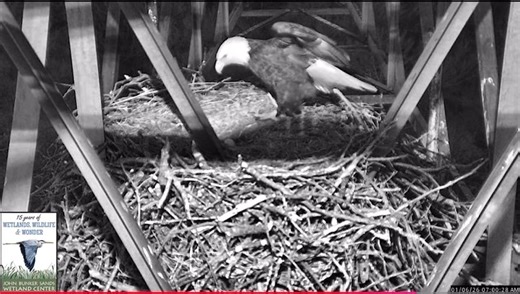 What does an eagle do after a long night in bed? Just what we all do: Enjoy a good, long stretch. Mom’s been sitting on the eggs for some 14 hours and is ready for a break. Dad, chattering in the background, arrives for his shift. Today – Day 19 -- likely marks the halfway point of incubation. Mom and Dad’s eggs were laid on Dec. 18 and 21. Egg 1 for this pair usually hatches about 37 or 38 days after it was laid, with Egg 2 following a day or so later. Hatching is complete when the chick breaks