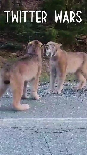 Lynx Roaring and Screaming Compilation: Watch Angry Lynx Faces