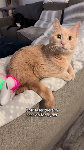 Cold laser therapy has been a tool we use for Ryder's nerve pain.