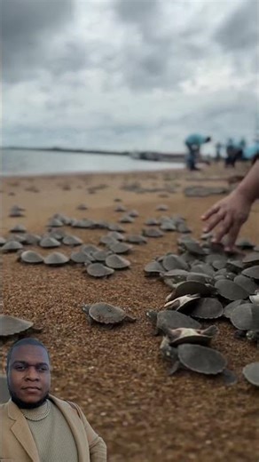 The release of baby turtles on a beach