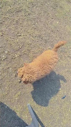 all dog breeds available contact us in this number 921122 3373