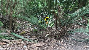 Talk about loving yourself sick! The male Regent Bowerbird prefers to only collect white or yellow objects to decorate their bower, to match their striking plumage. | Zoos Victoria