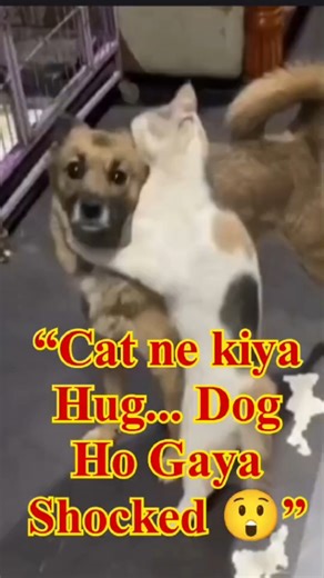 Funny ANIMALS Hug Each Other 😍🐶🐱#shorts #funny animals