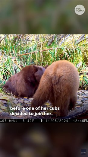 1.2M views · 9.4K reactions | A mama bear in California's Sierra Nevada mountains was trying to relax before she was interrupted by one of her cubs who wanted to play. | USA TODAY | Facebook