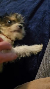 So excited over this. | Dog It Dig It Rescue