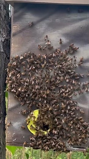 Catching swarm of bees #southcarolina #bee #beekeeping #workerbee #beekeeper #swarmbees #honeybee