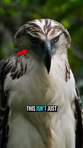 Meet the PHILIPPINE EAGLE — Pride of a Nation 🦅