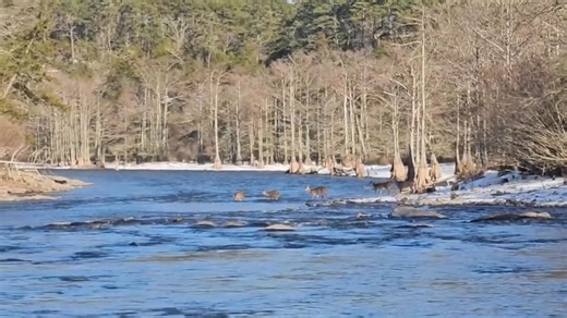 Oklahoma's premier trout fishery The beautiful Mountain Fork River! Beavers Bend Fly Fishing Broken Bow Fly Shop 580-583-4412 www.beaversbendflyfishingguideservice.com #brokenbowflyfishing #beaversbendflyfishingguideservice #beaversbendflyfishingguideserviceflyshop #brokenbowflyshop #beaversbendflyfishing #flyfishbeaversbend #flyfishbrokenbow #flyshopsoklahoma #oklahomaflyshops #shophocha #hochatown | Beavers Bend Fly Fishing