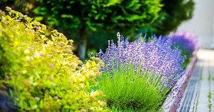 What to Plant in July: Best Flowers and Vegetables to Grow   Sow