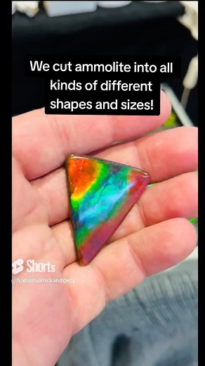 There are so many unique shapes of ammolite here at Nanaimo Rock & Gem! We take it from mined to polished, shaped and set. It goes through a long process even to get from ground to lapidary-ready. Here's just a small part of it! The mining, processing, and promotion of ammolite have been championed by companies like Korite and Canada Ammolite. These organizations play pivotal roles in bringing this rare gemstone to a broader audience, helping to foster appreciation for its unique beauty and scie