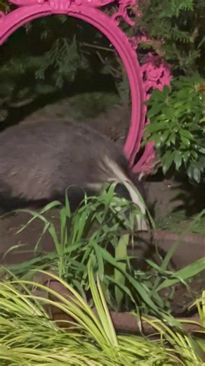 9.4K views · 1.7K reactions | Oh my heart I’m so happy  Little...