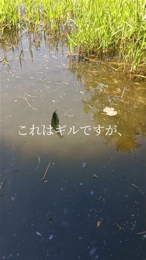 行田水城公園 タイリクバラタナゴ #小物釣り