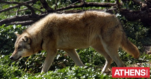 Νέα εμφάνιση λύκου μέσα σε οικισμό της Χαλκιδικής - Ανησυχούν οι κάτοικοι