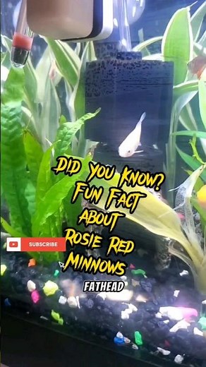 Did You Know? Fun Fact About Rosie Red Minnows #aquarium #minnows #fathead #fishkeeping