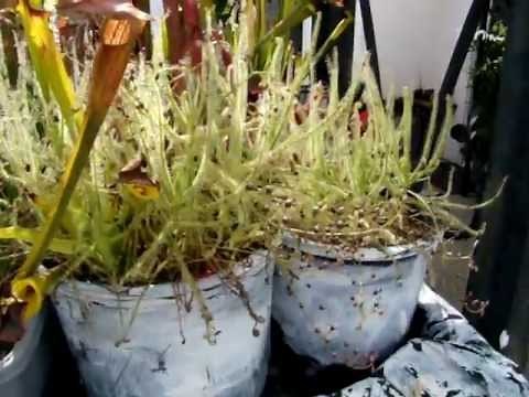 Drosera indica ~ The Indian Sundew, Carnivorous Plant