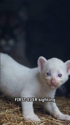 Did You Know White Panthers Exist? 😱