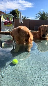 Happy 🎾ball Wednesday !🌞 #goldenbros #blue #tub #goldenretriever | The Golden Bros Tub & Blue